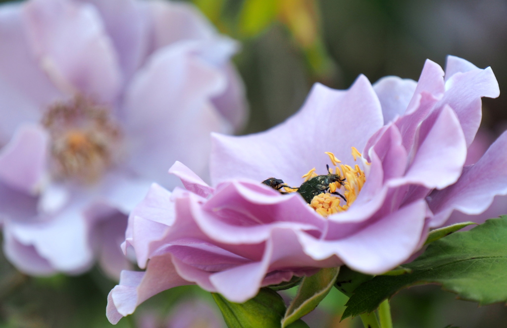 花芯の中で♪