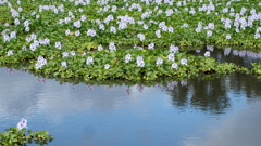 水辺に咲く