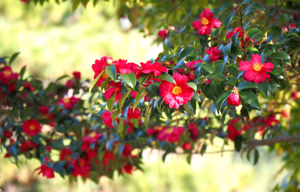 山茶花①