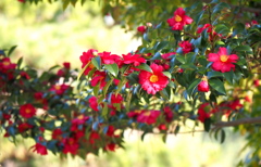 山茶花①