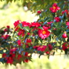 山茶花①