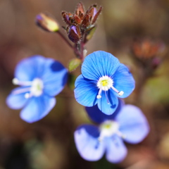 青い花 1