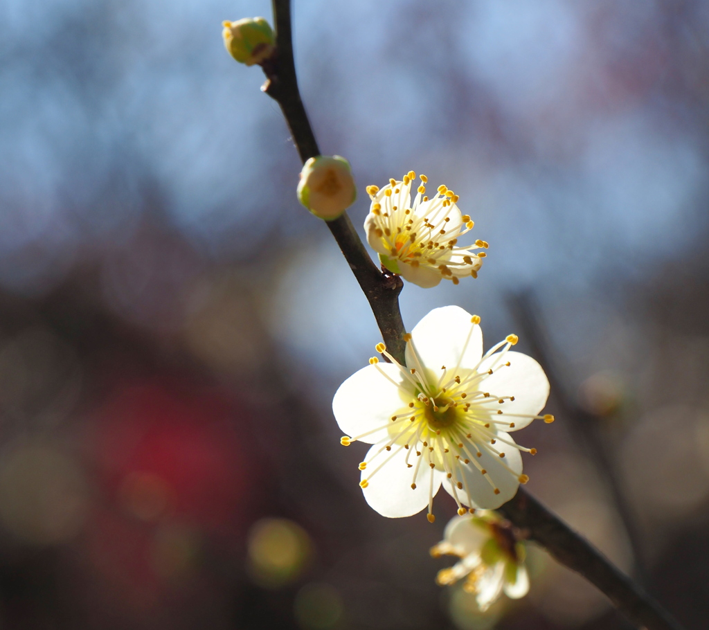 天神さまの梅の花1