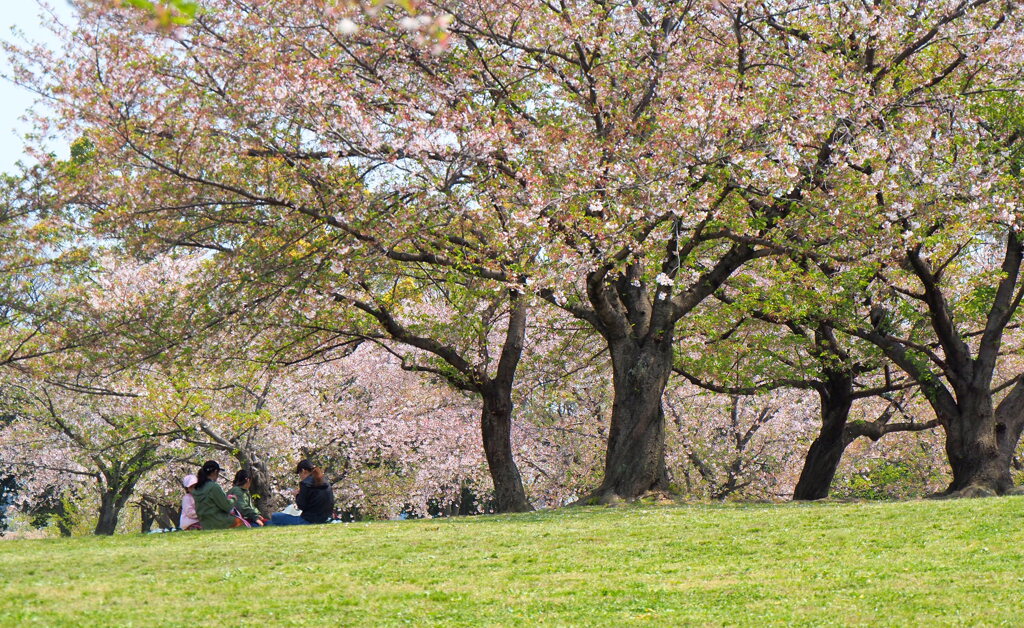 桜の下で（ファミリー）