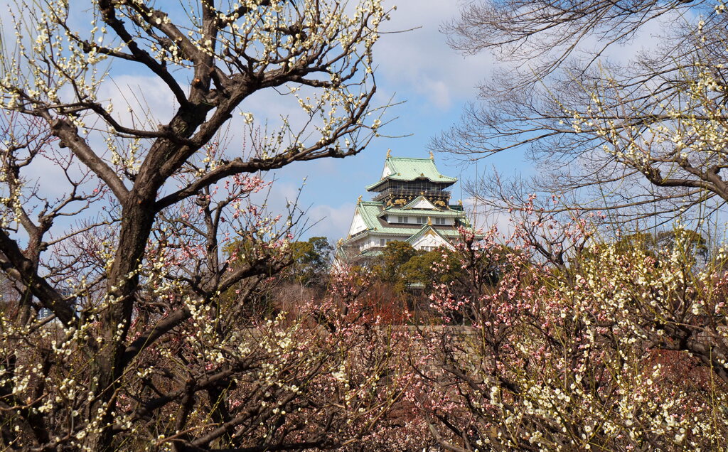 大阪城公園梅林③