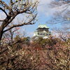 大阪城公園梅林③