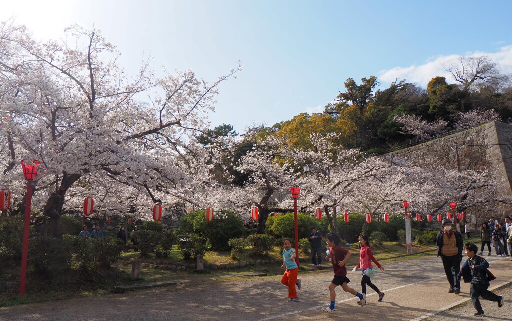 お花見の子供たち①