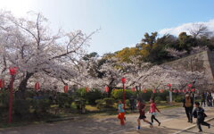 お花見の子供たち①
