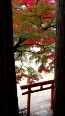 高野山紅葉