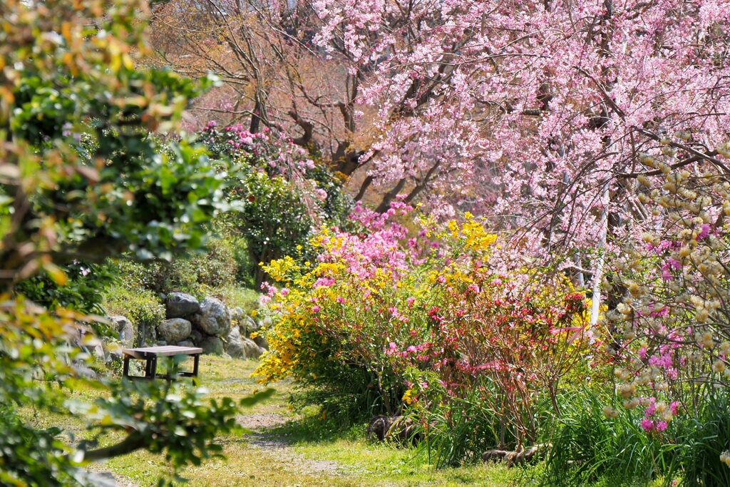 花の園１