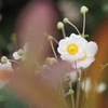 秋明菊１