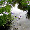 菖蒲園にて③