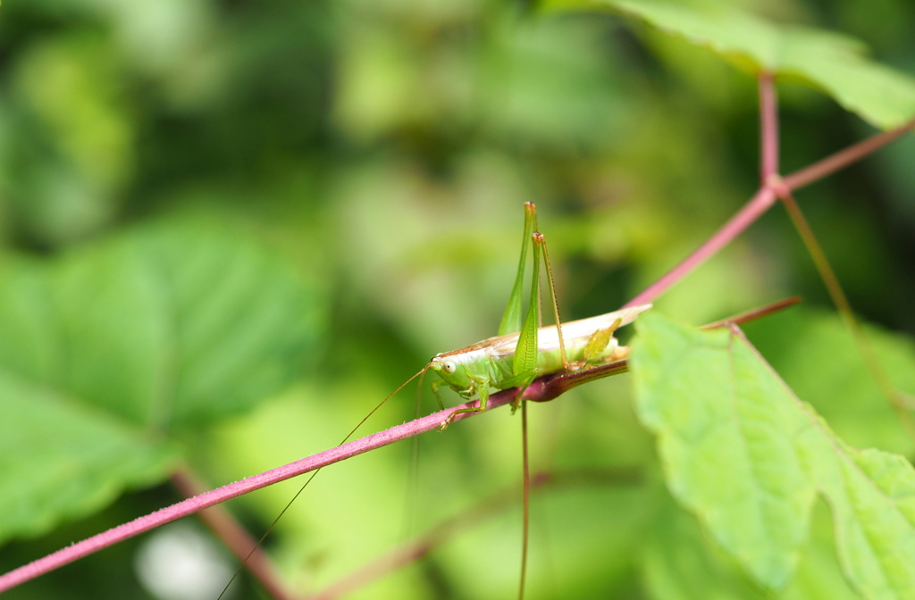 キリギリスかな？