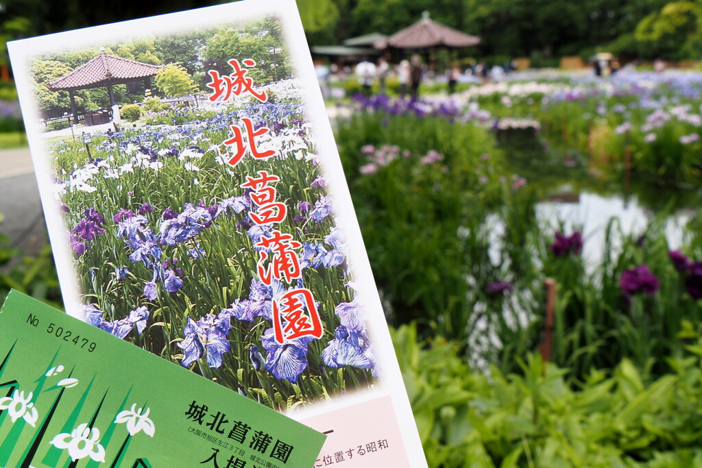 菖蒲園にて①