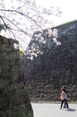 石垣と桜 2