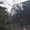 石垣と桜 2
