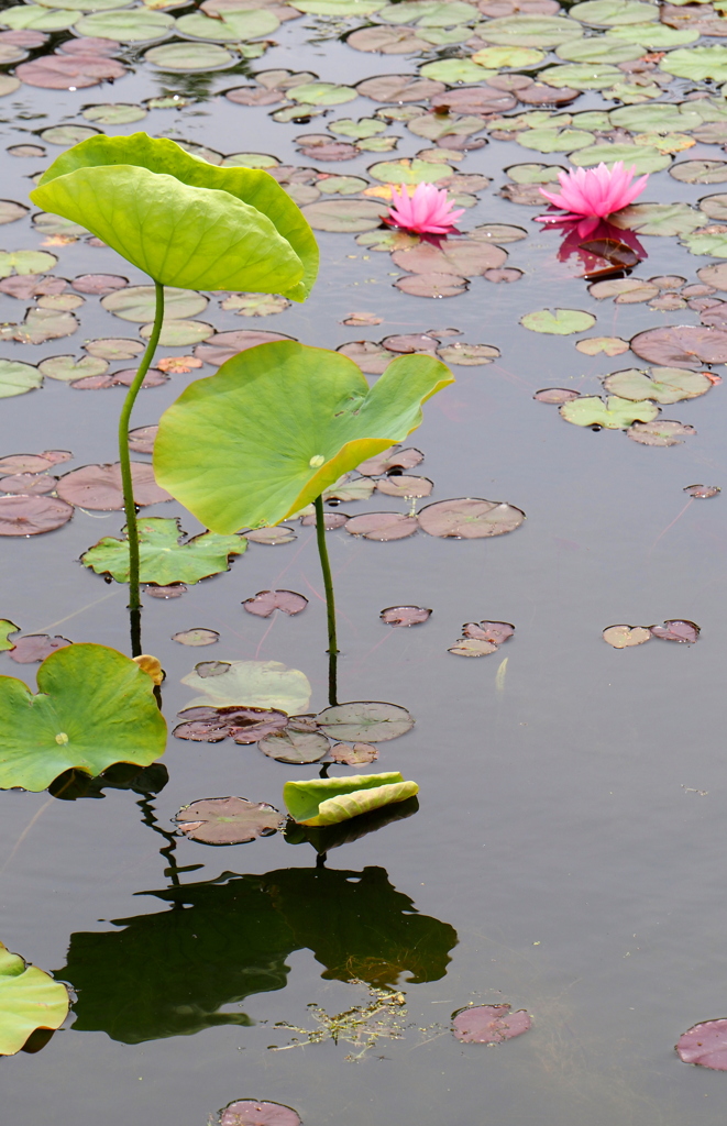 池面の花②