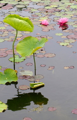 池面の花②
