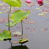 池面の花②