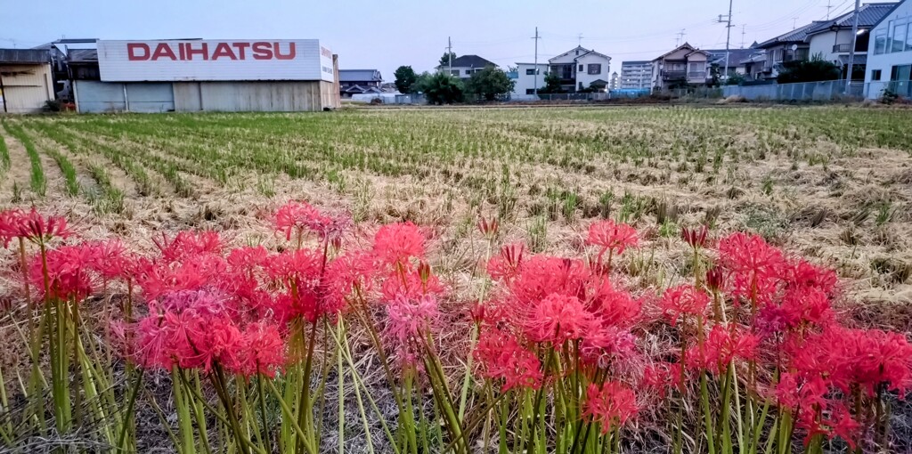 早朝散歩