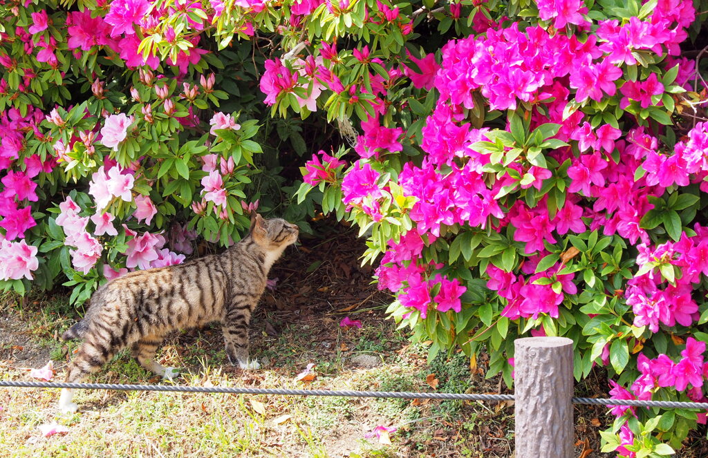 ネコちゃんもお花見♪