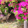 ネコちゃんもお花見♪