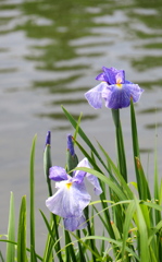 花菖蒲ファミリー♪