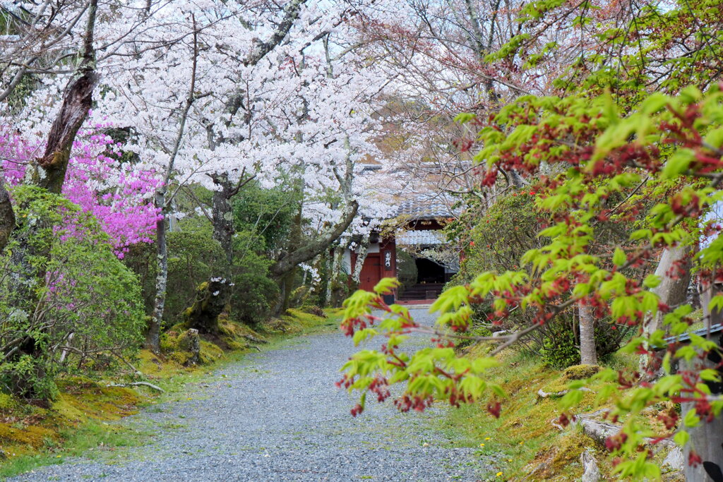 常照寺の春