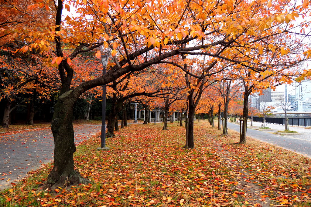 桜紅葉