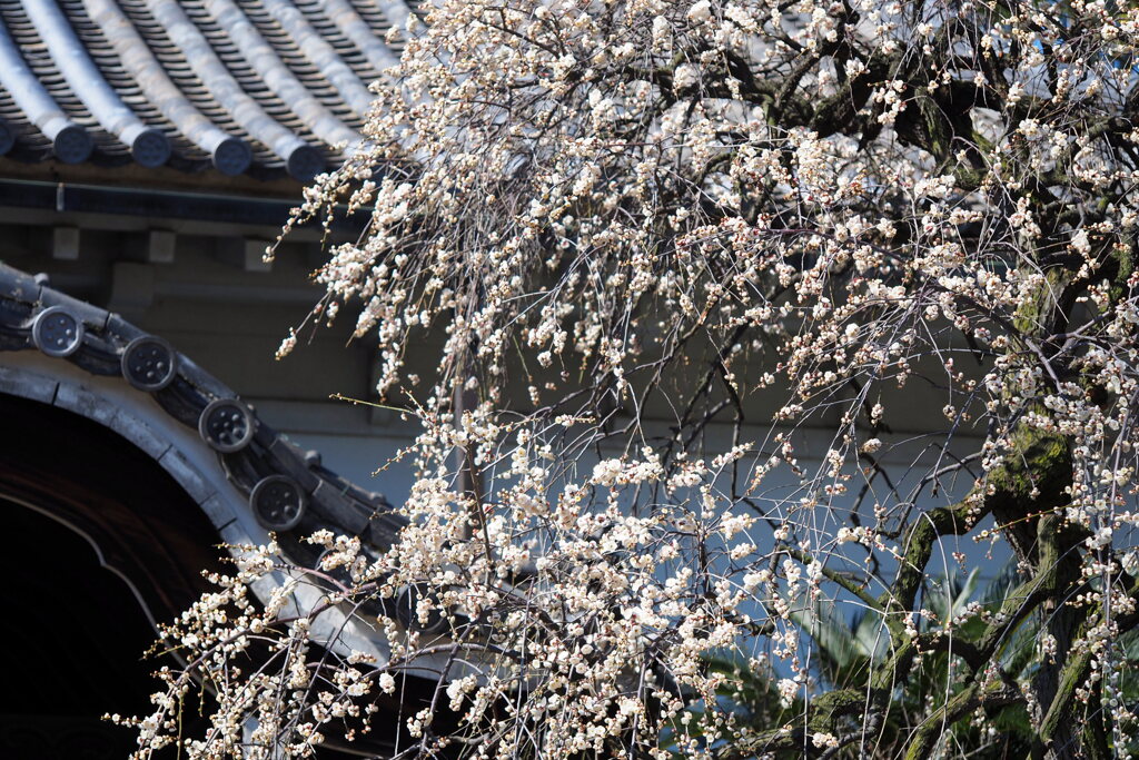 降り注ぐ様に