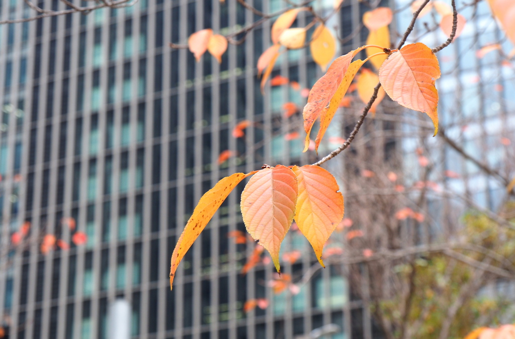 都会の紅葉3