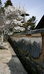 辛夷と朽塀