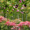 山茶花と紅葉