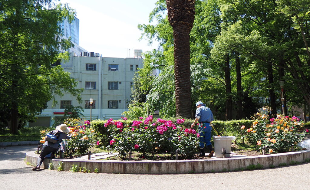 朝の公園１