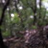 蜘蛛の巣１