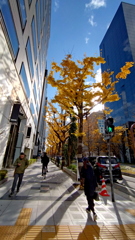 師走の御堂筋②