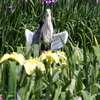 アオサギさんのお花見１