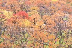 過ぎ去りし秋を偲んで②