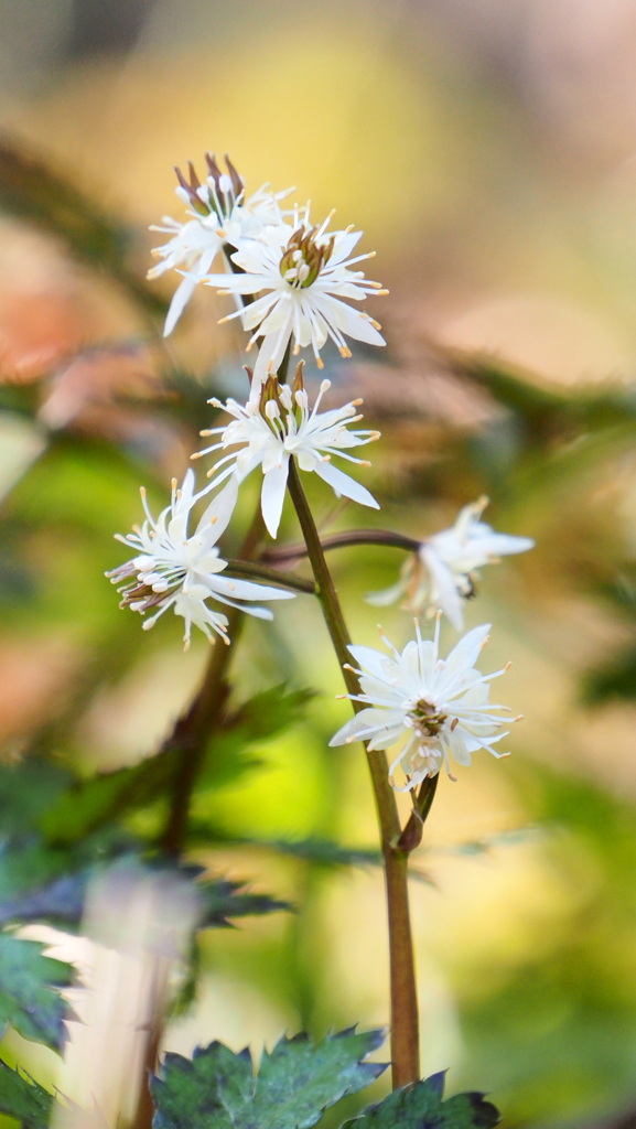雌花