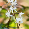 雌花