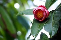 ハイドゥンツバキ