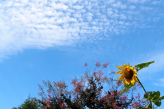 秋の空①