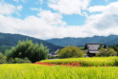 明日香の空と彼岸花１