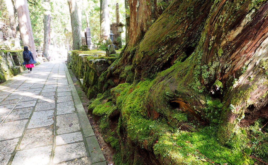 高野山奥の院①