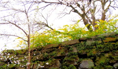 お城に咲く花①