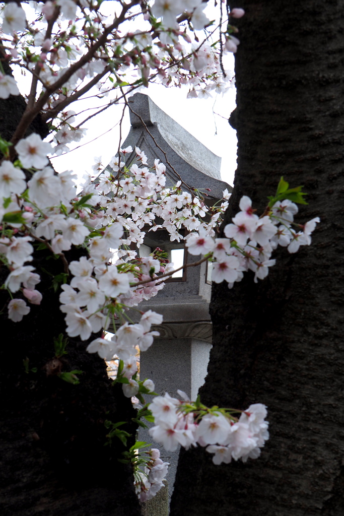 桜と石灯籠