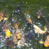 人面魚を探せ！