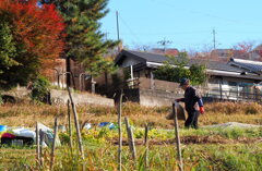 野良仕事