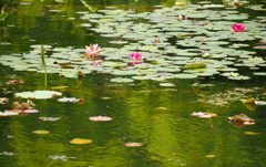 池面の花①