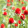 千日紅